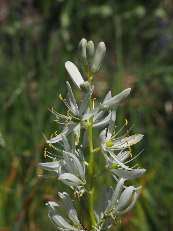 Camassia quamash ssp. quamash