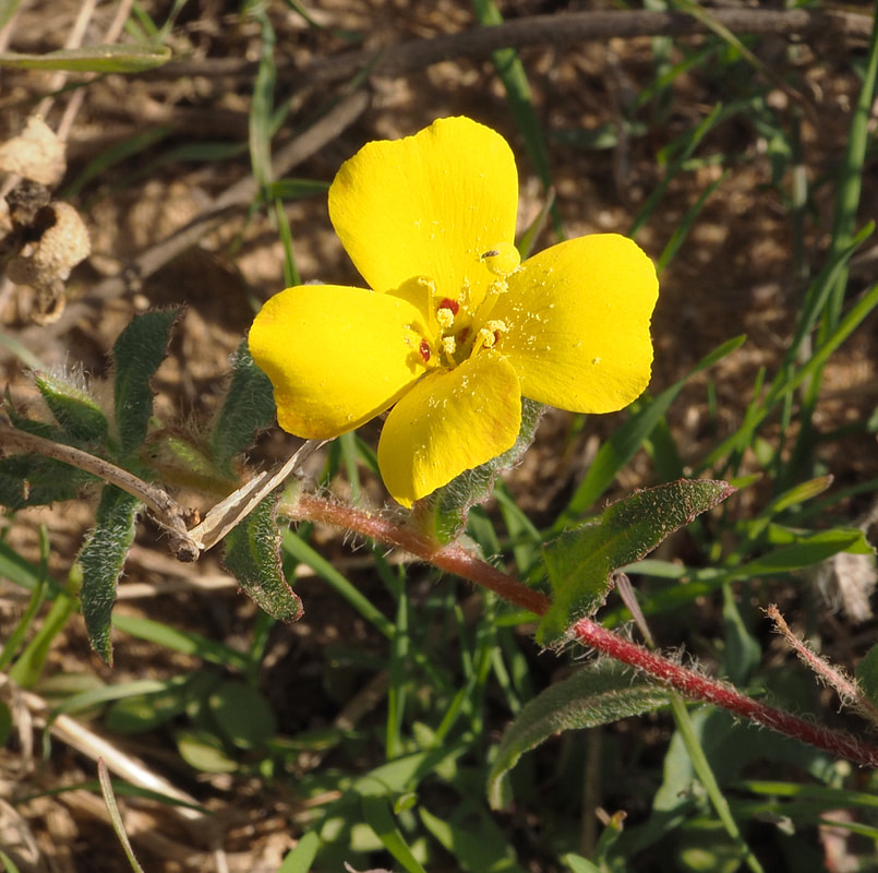 Camissoniopsis cheiranthifolia ssp. suffruticosa