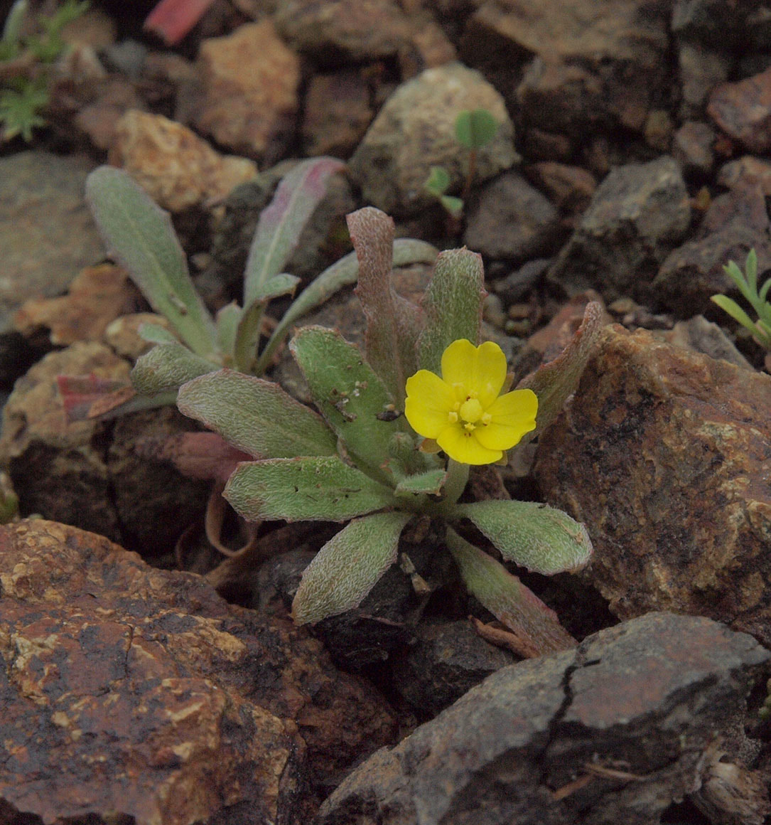 Camissoniopsis micrantha