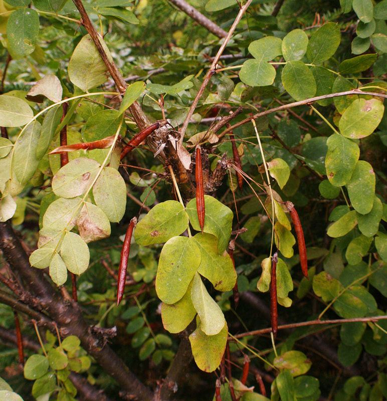 Caragana arborescens