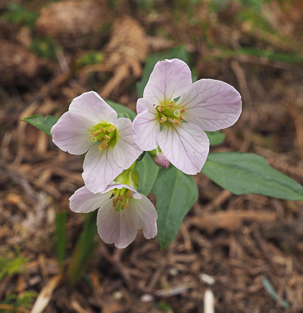 Cardamine nuttallii (Nuttall's toothwort)Picture