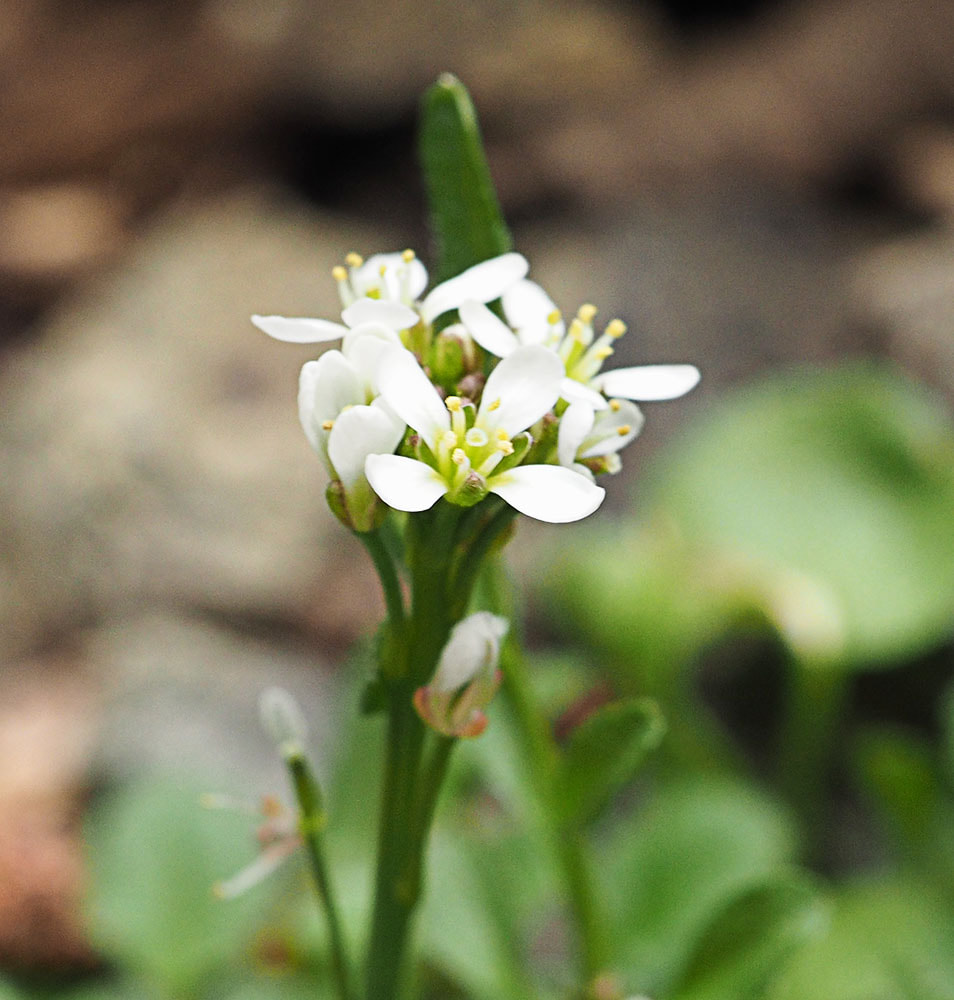 Cardamine pensylvanica (Pennsylvania bittercress)