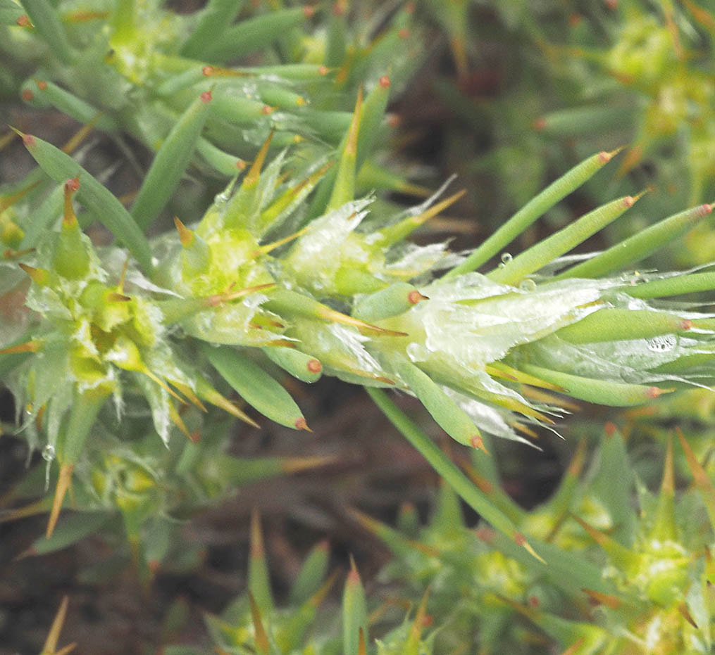 Cardionema ramosissima (Sand Carpet)