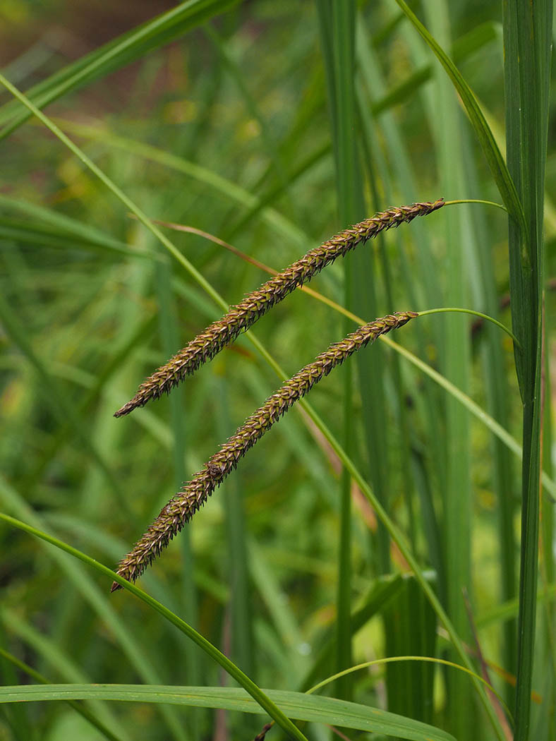Carex aquatilis var. dives (Sitka sedge)