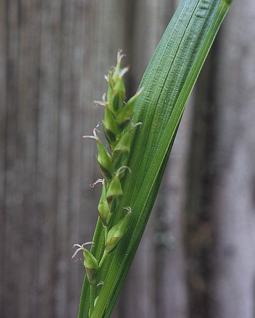 Carex hendersonii (Henderson's sedge) 