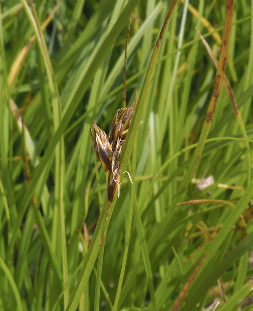 Carex hoodii (Hood's sedge) 