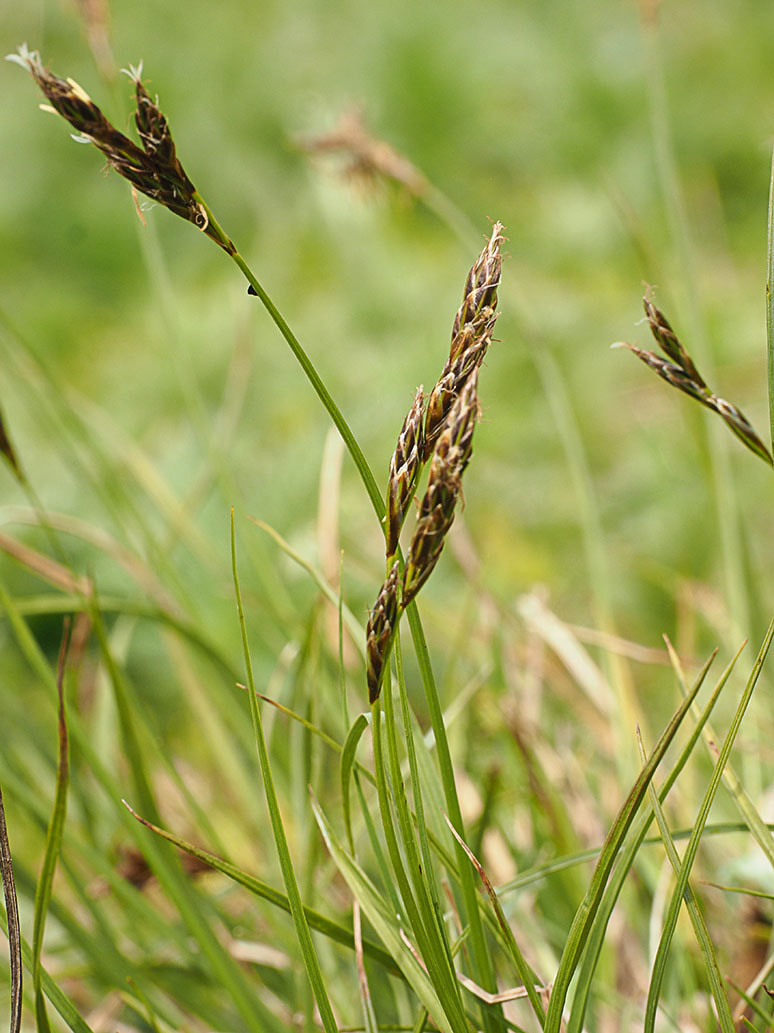 Carex leporina (Hare sedge)