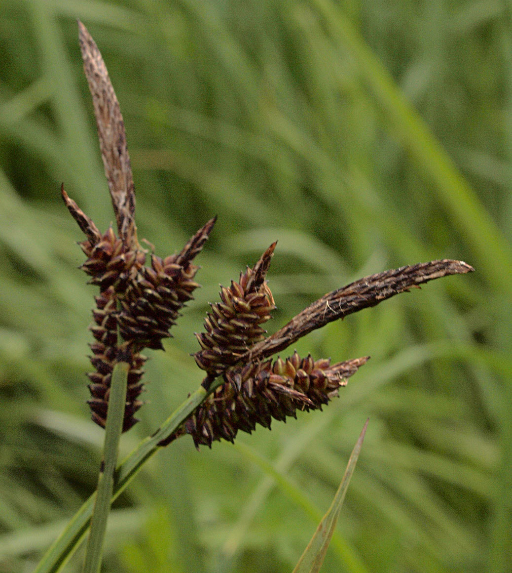 Carex paysonis