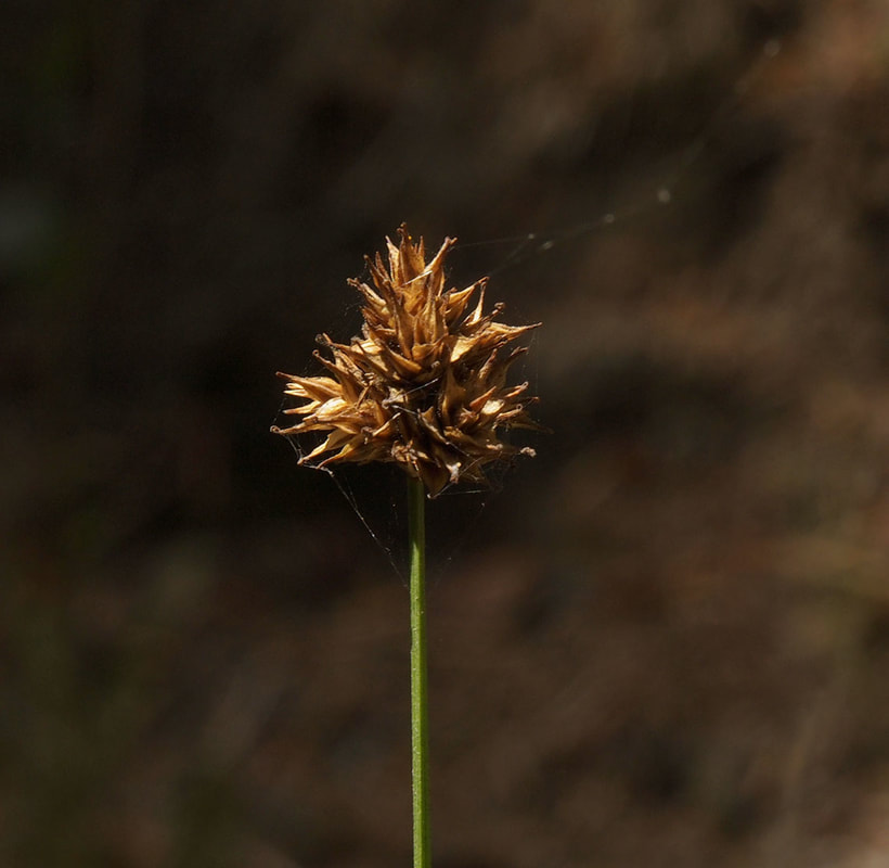 Carex preslii
