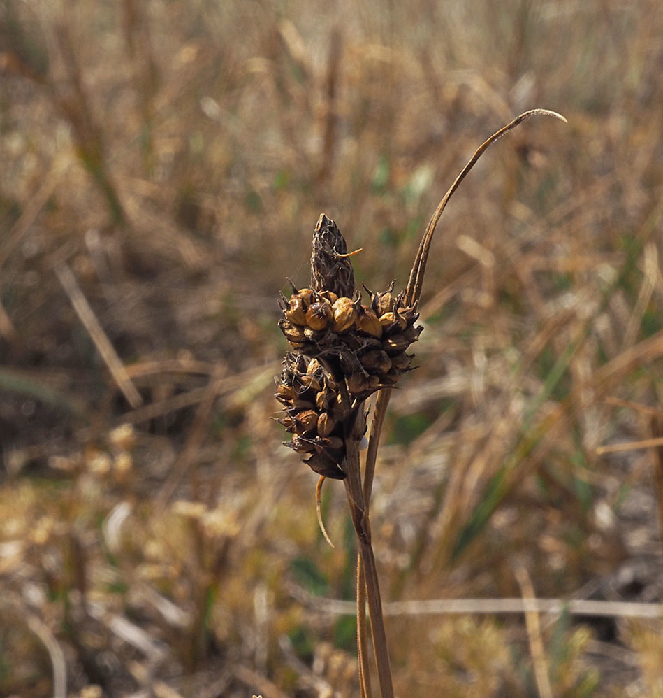Carex raynoldsii