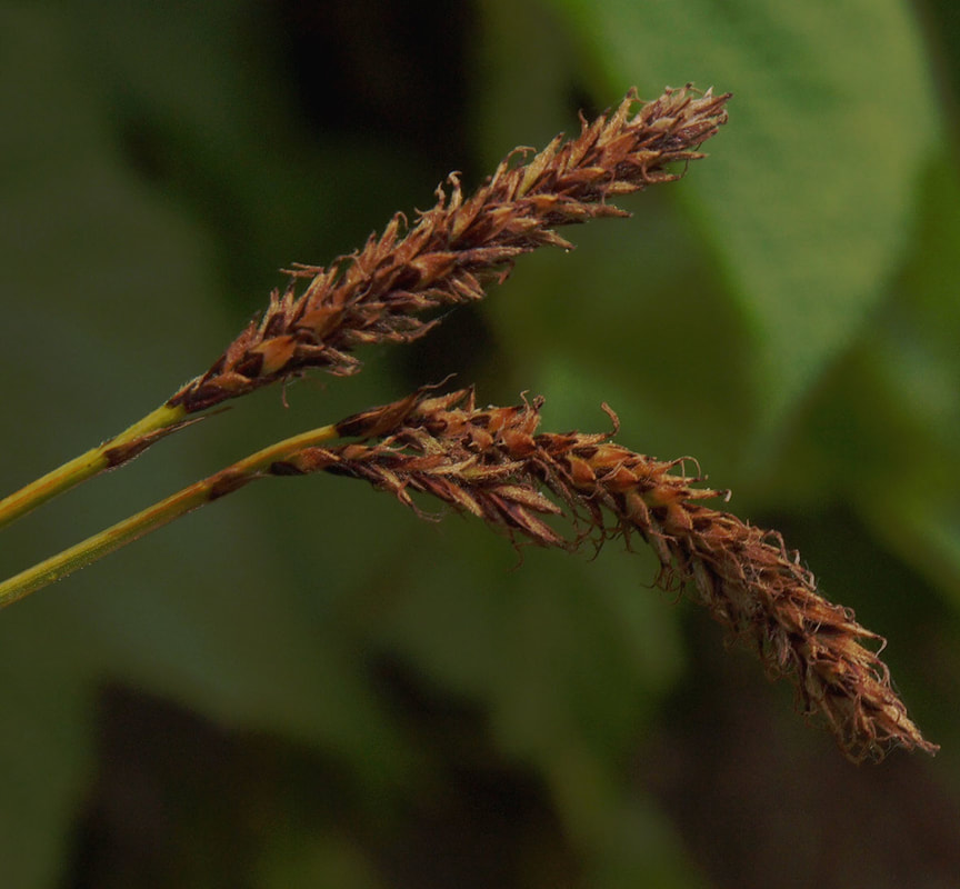 Carex scirpoidea ssp. stenochlaena 
