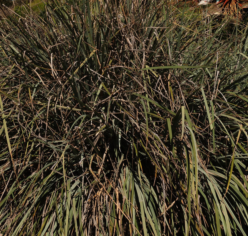 Carex spissa