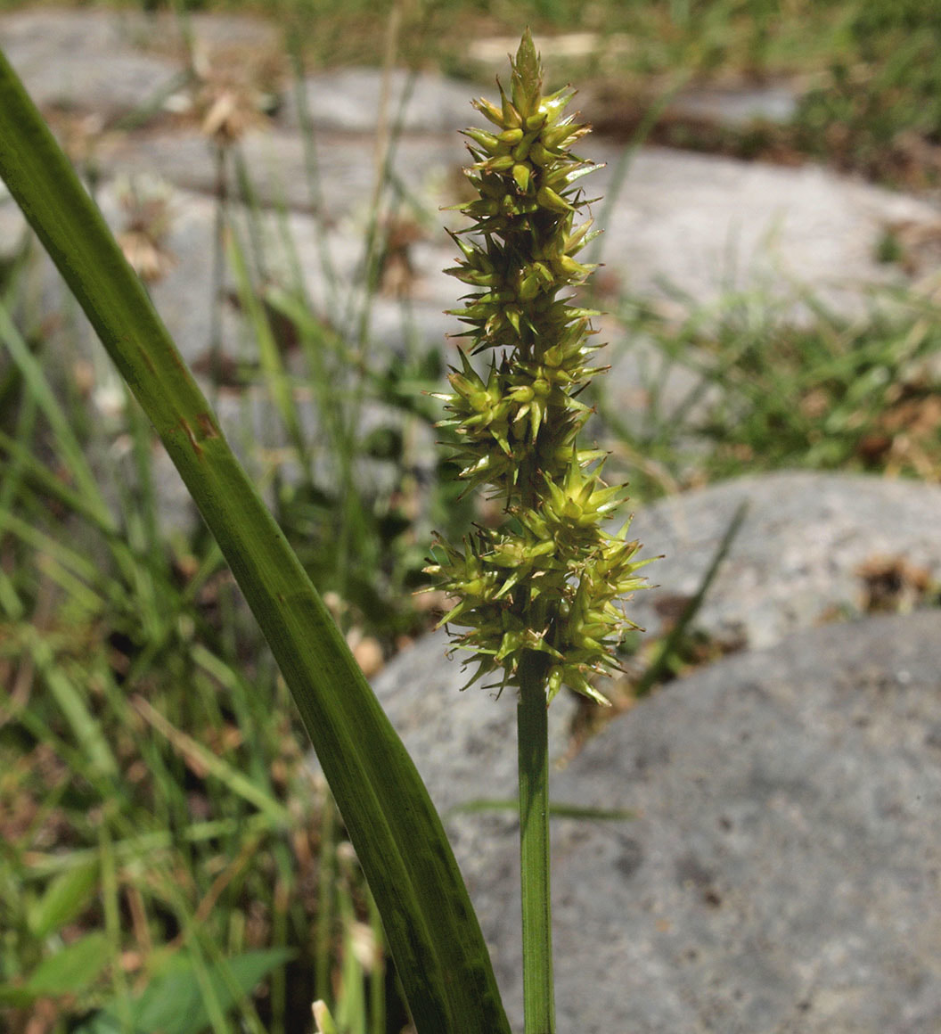 Carex stipata