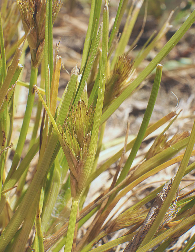 Carex sychnocephala