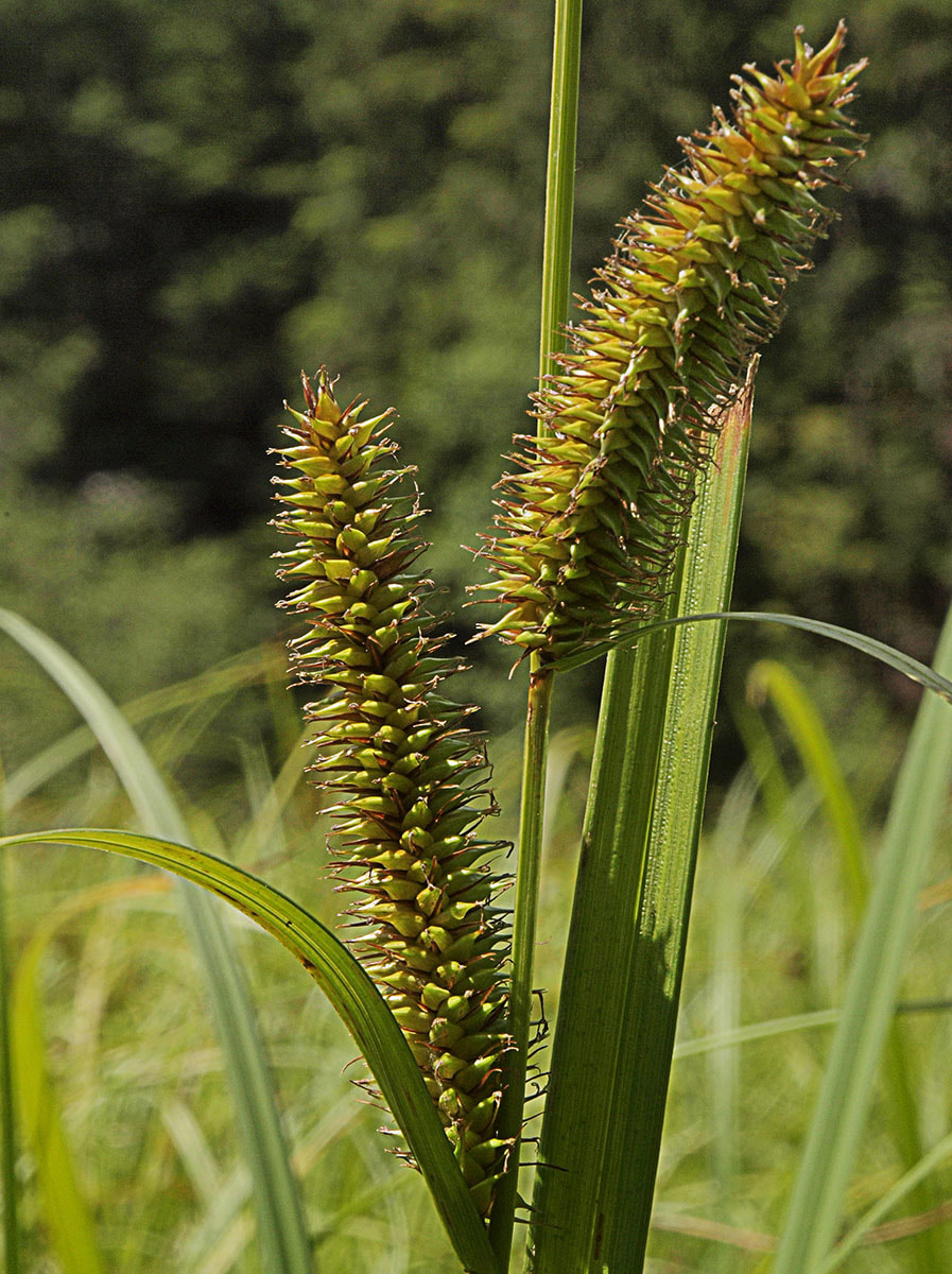 Carex utriculata