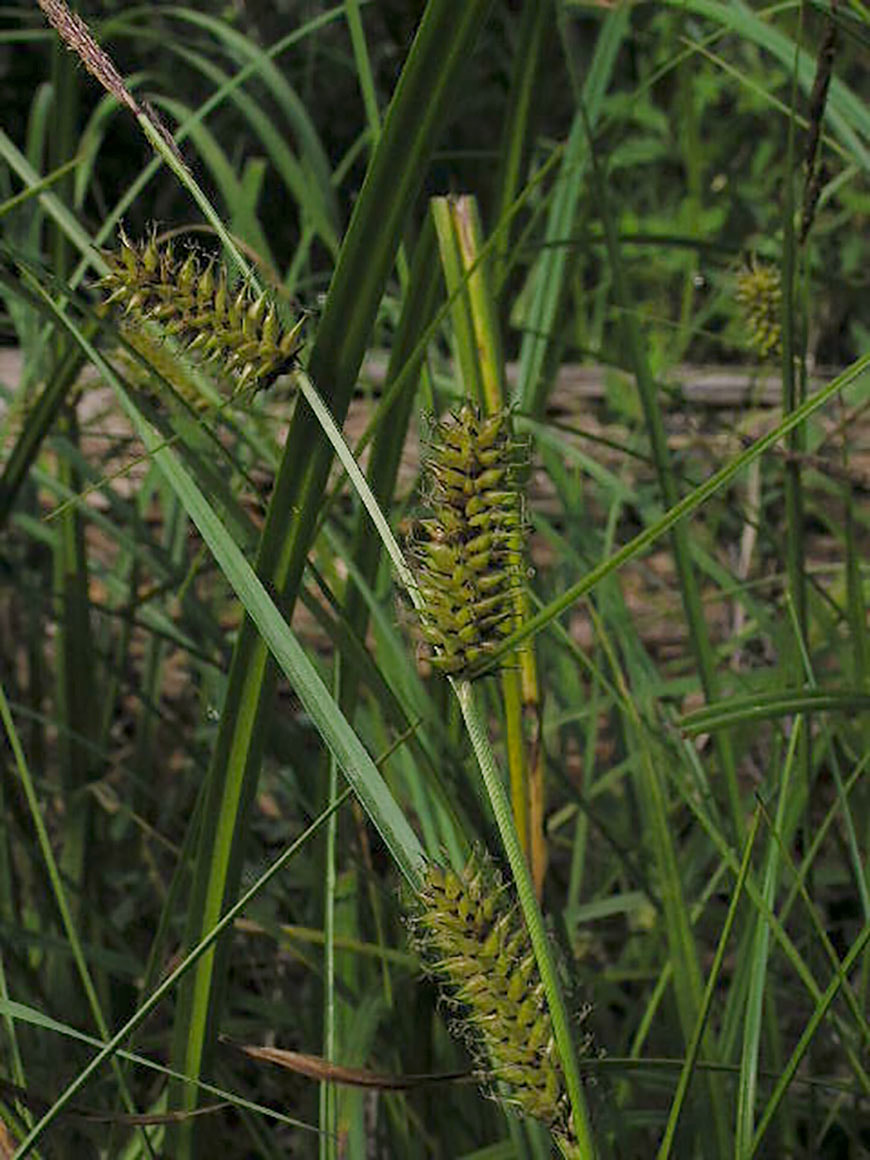 Carex vesicaria