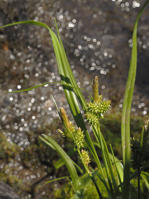 Collomia tinctoria