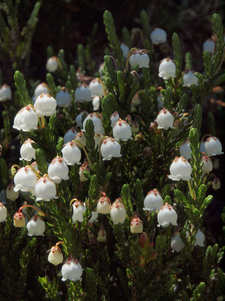 Cassiope mertensiana ssp. mertensiana