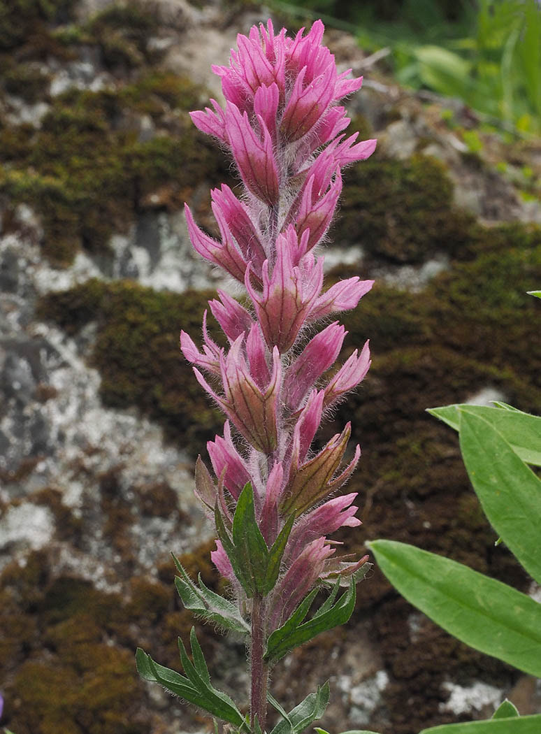 Castilleja parviflora var. olympica (Olympic paintbrush) 