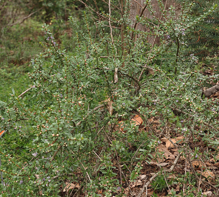 C. cuneatus var. fascicularis