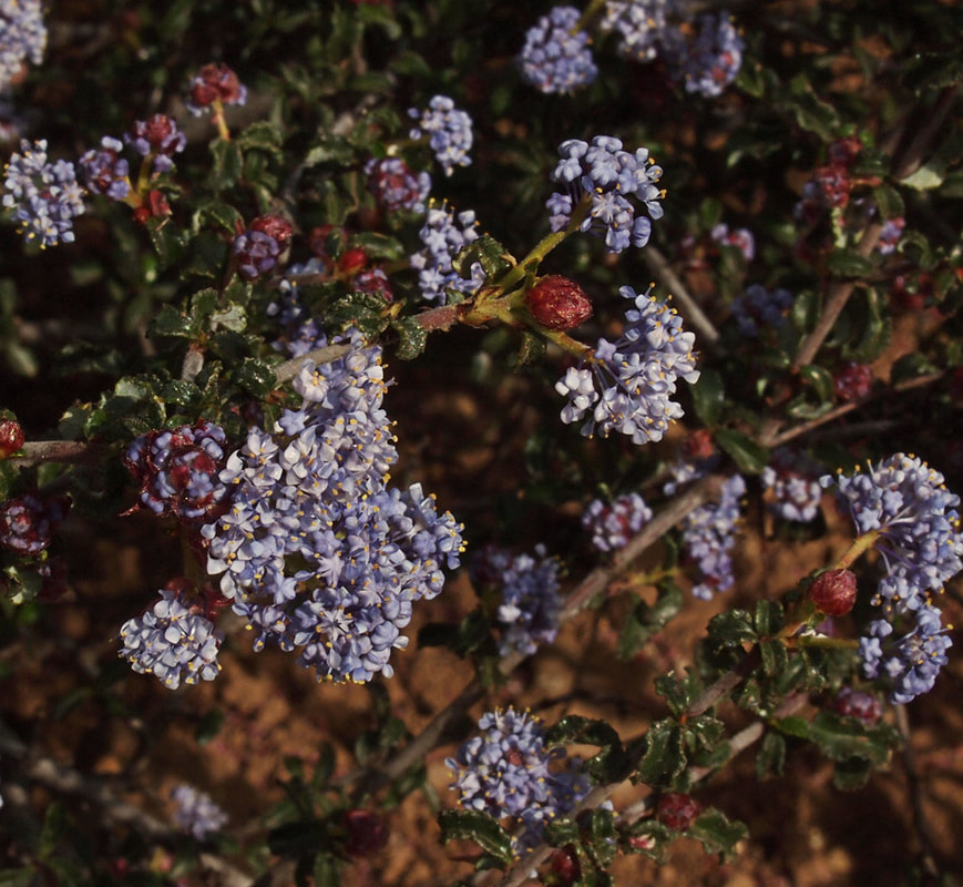 Ceanothus divergens