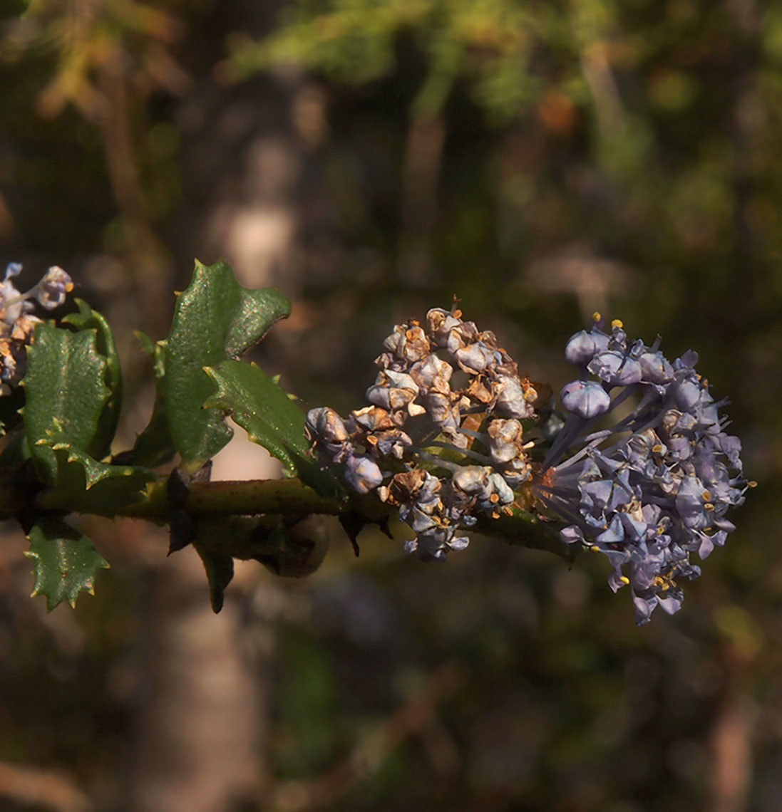 Ceanothus gloriosus var. exaltatus