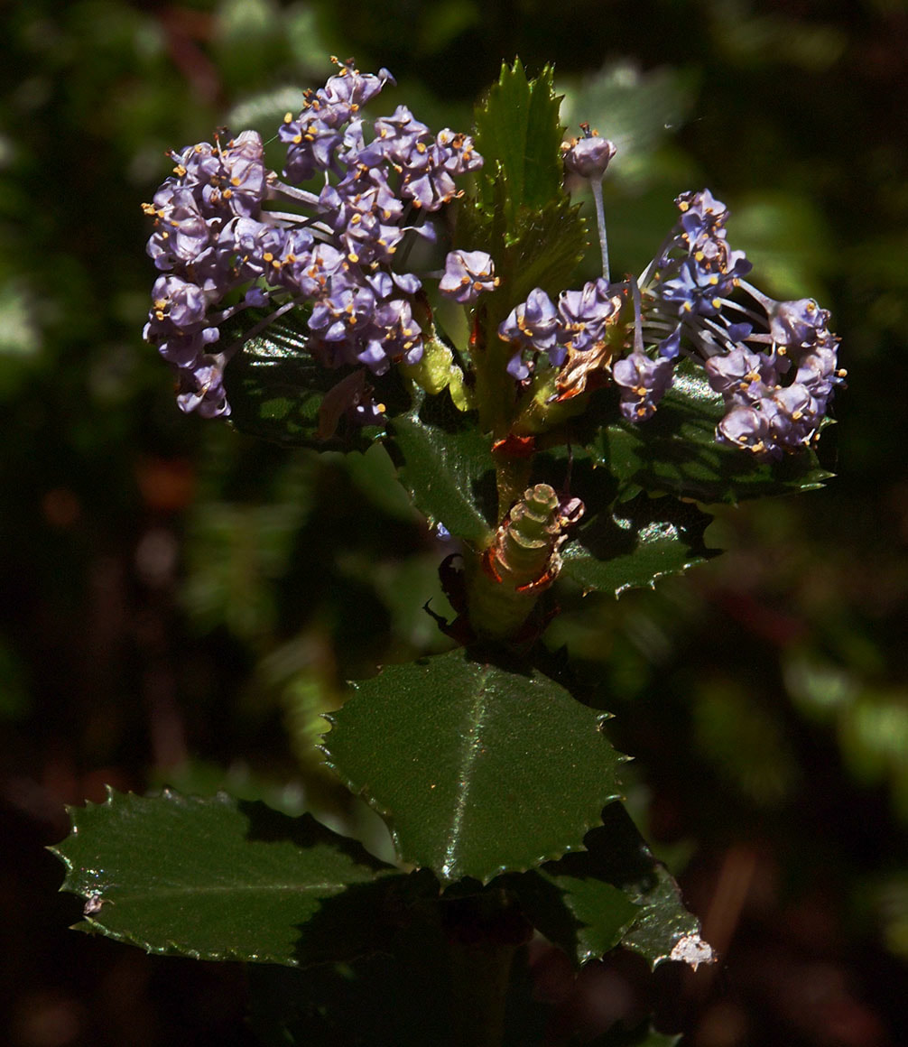 Ceanothus gloriosus var. gloriosus