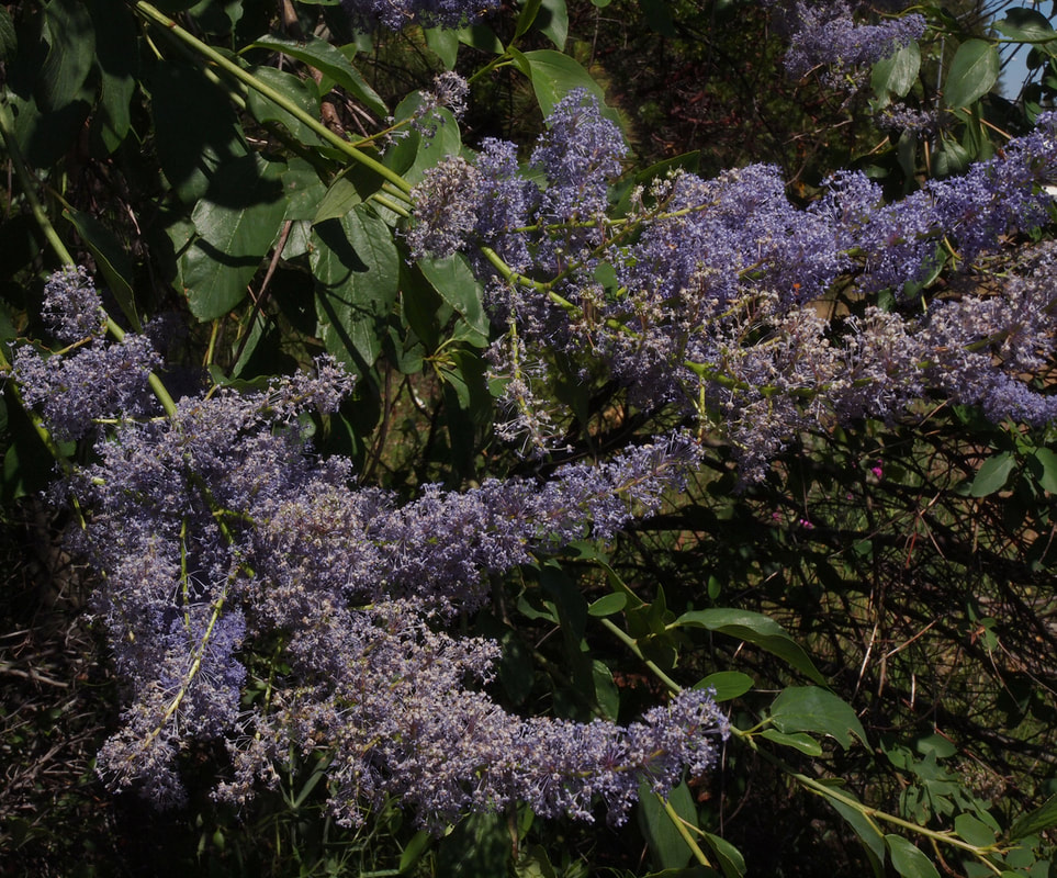 Ceanothus integerrimus