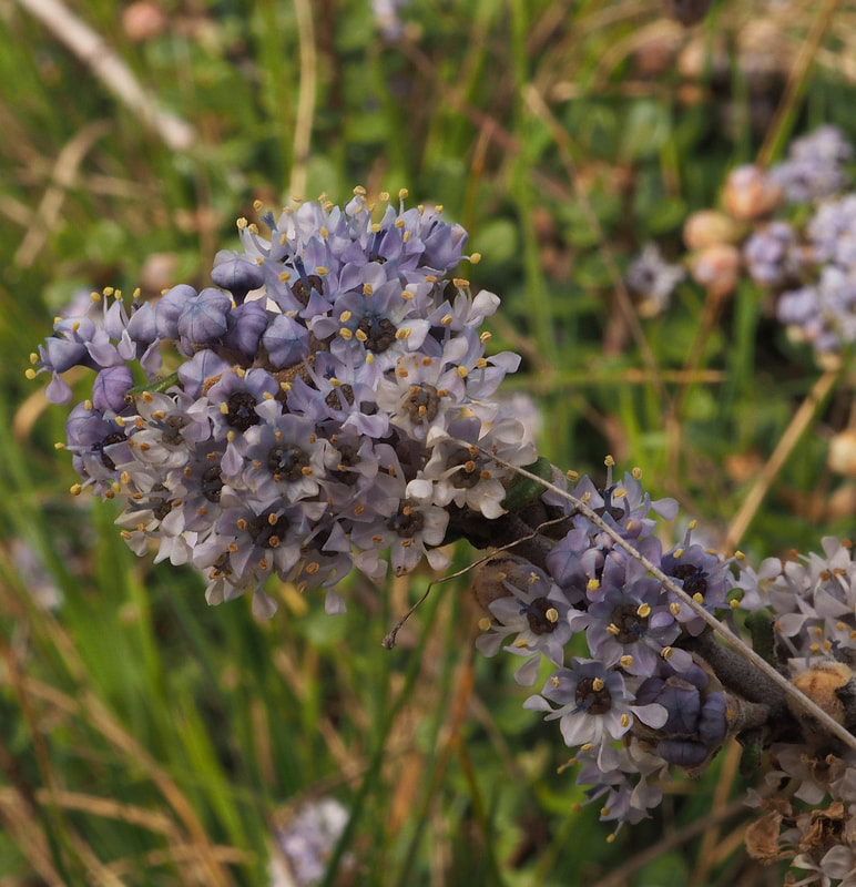 Ceanothus maritima