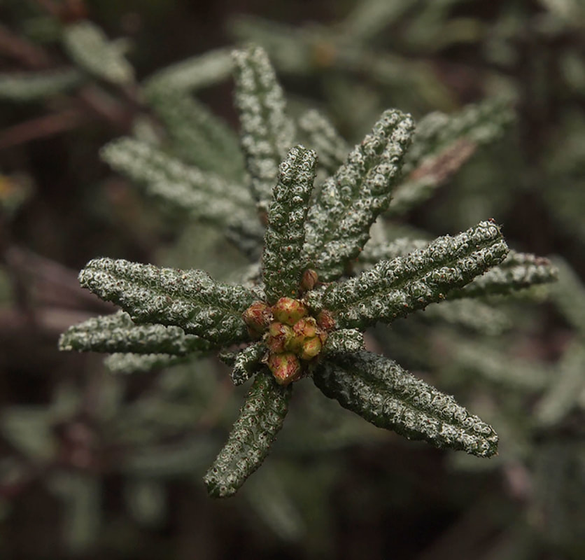 Ceanothus papillosus