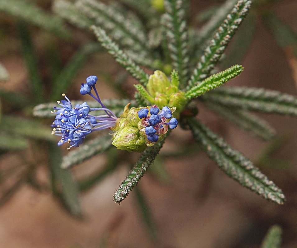 Ceanothus papillosus var. roweanus