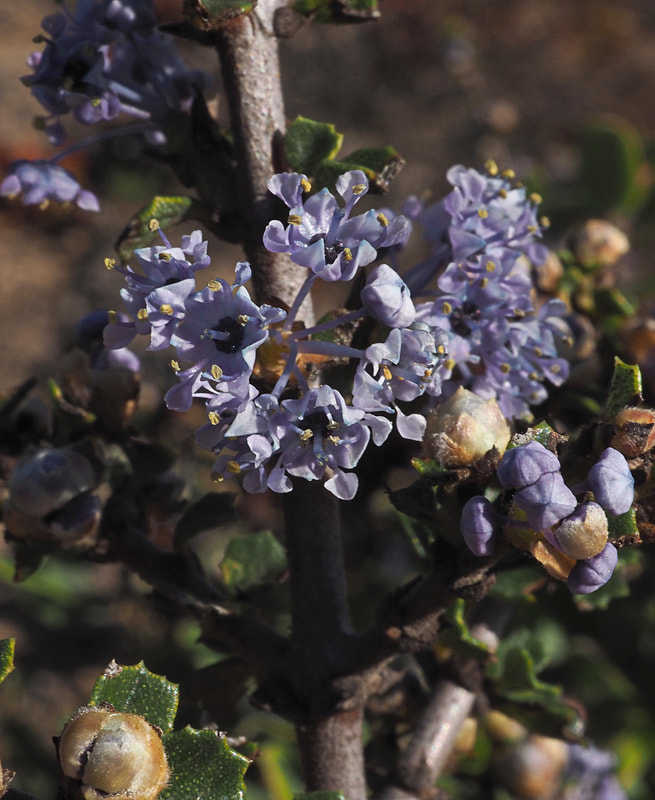 Ceanothus rigidus