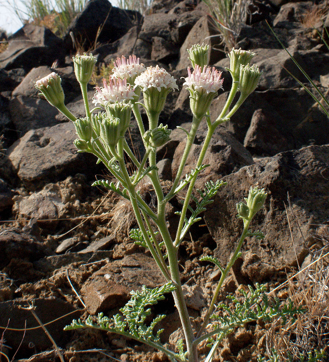Chaenactis douglasii var. douglasii
