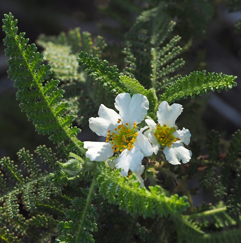 Chamaebatia australis