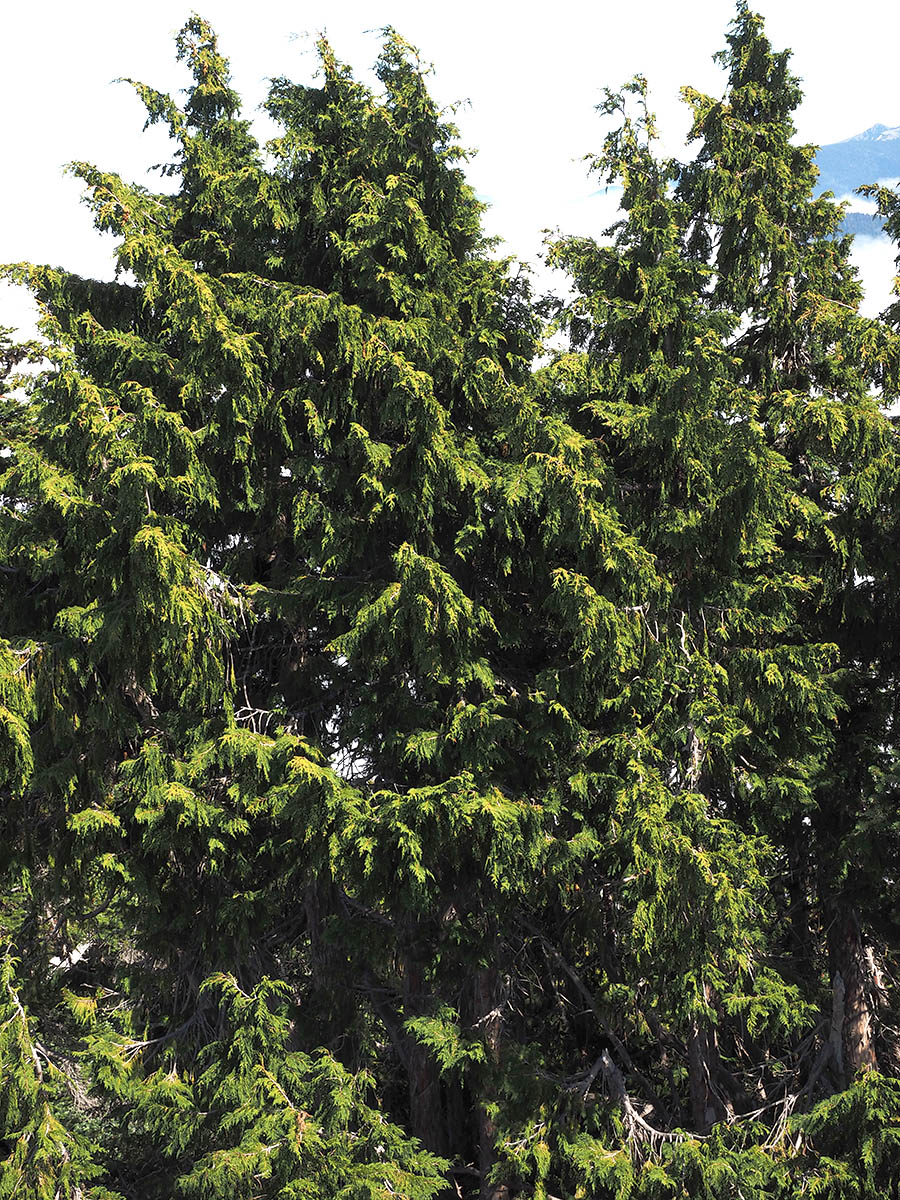 Chamaecyparis nootkatensis 