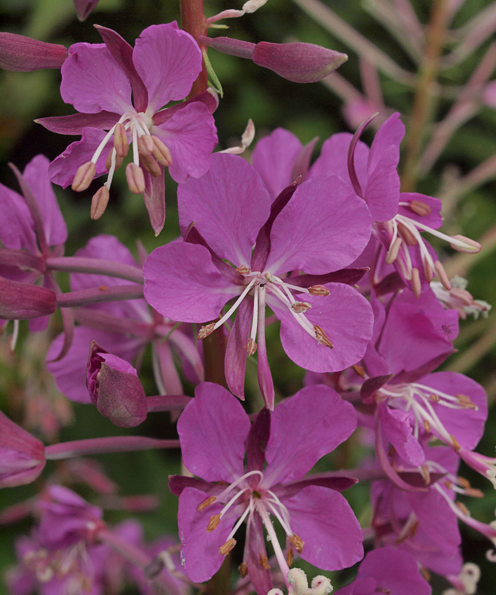 Chamerion angustifolium ssp. angustifolium