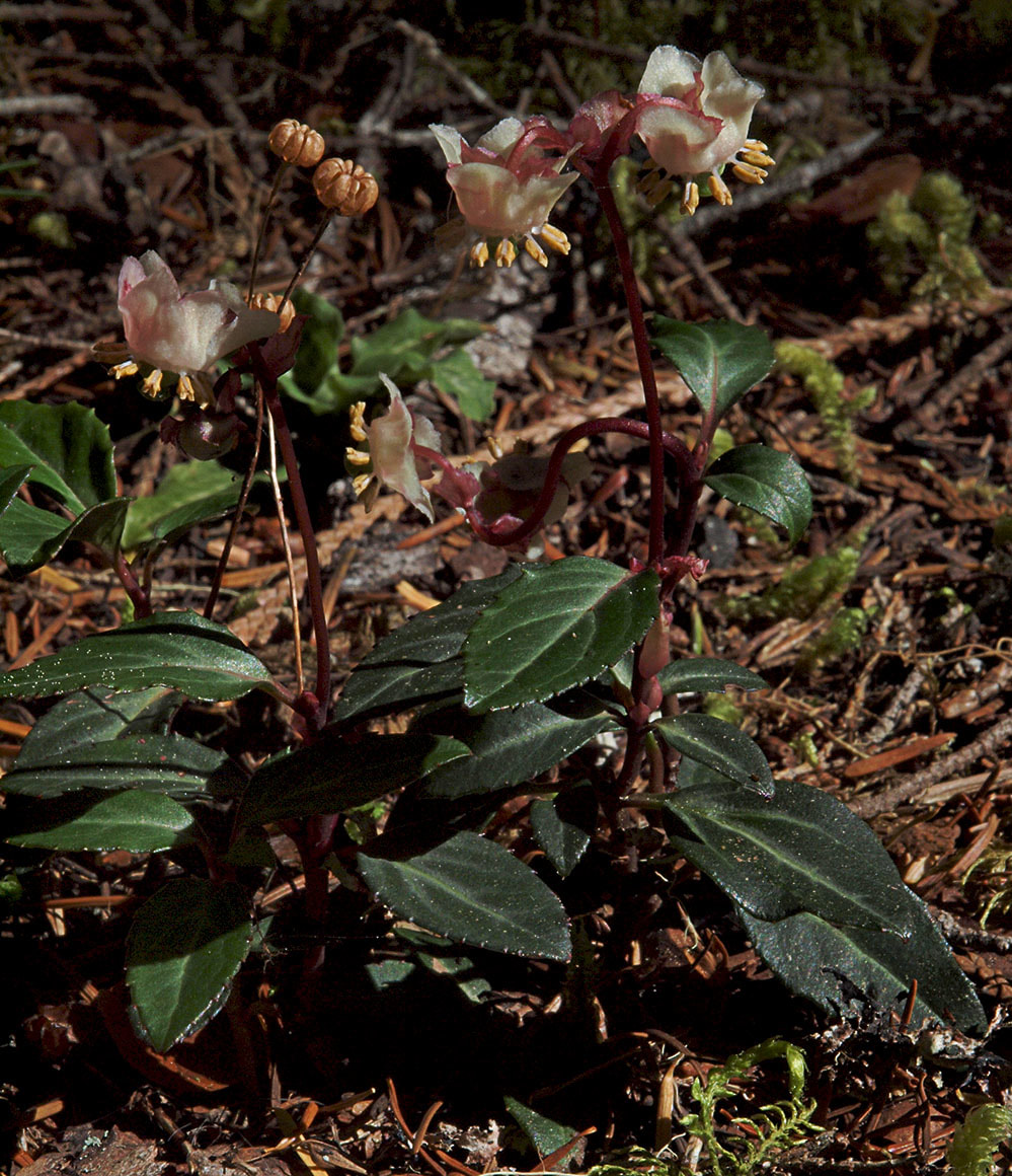 Chimaphila menziesii