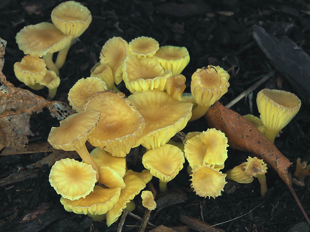Chrysomphalina grossula (Wynne's omphalina) 