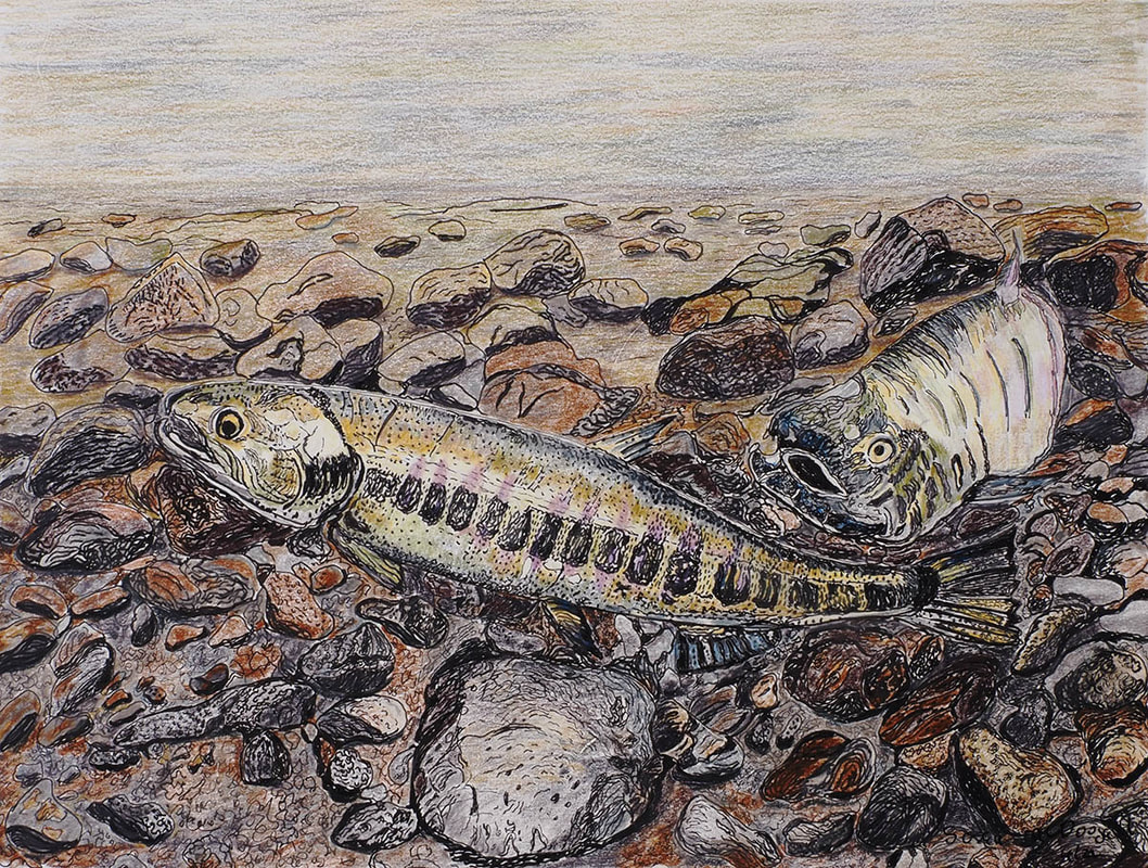 Chum Salmon (Oncorhyncus keta)