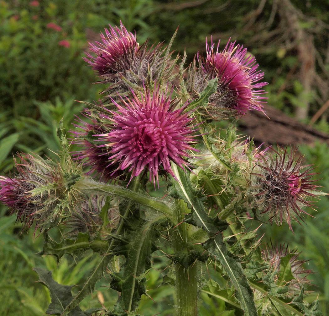 Cirsium edule var. edule