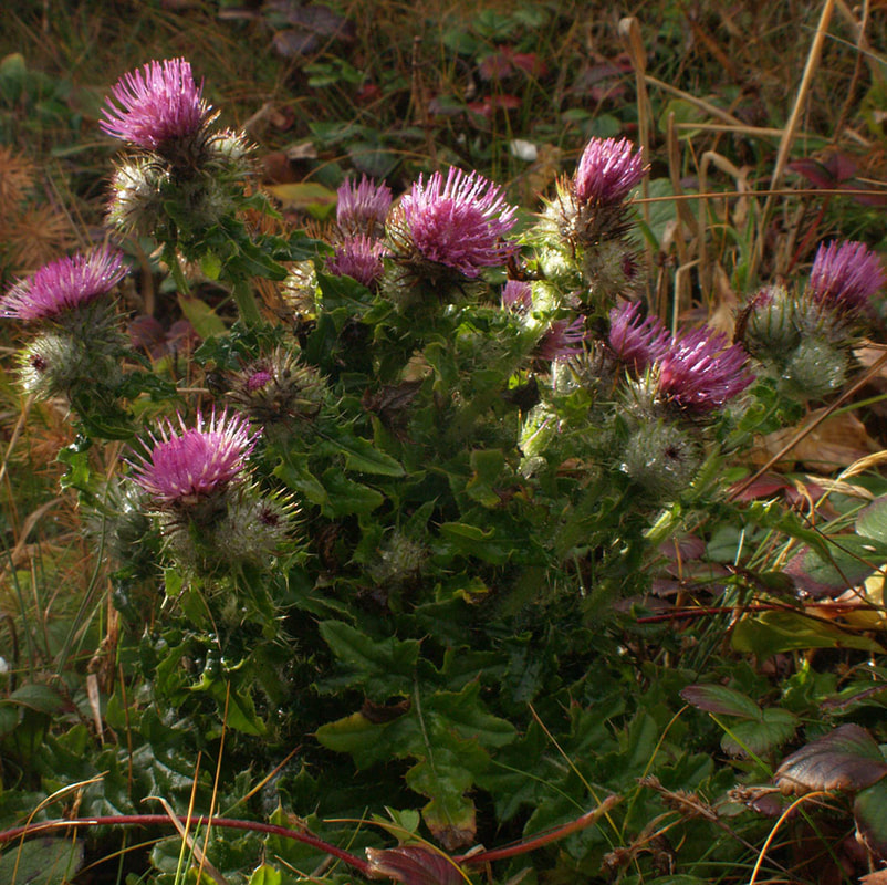 Cirsium occidentale var. occidentale