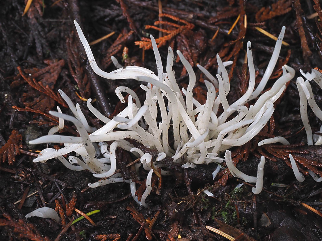 Clavaria vermicularis