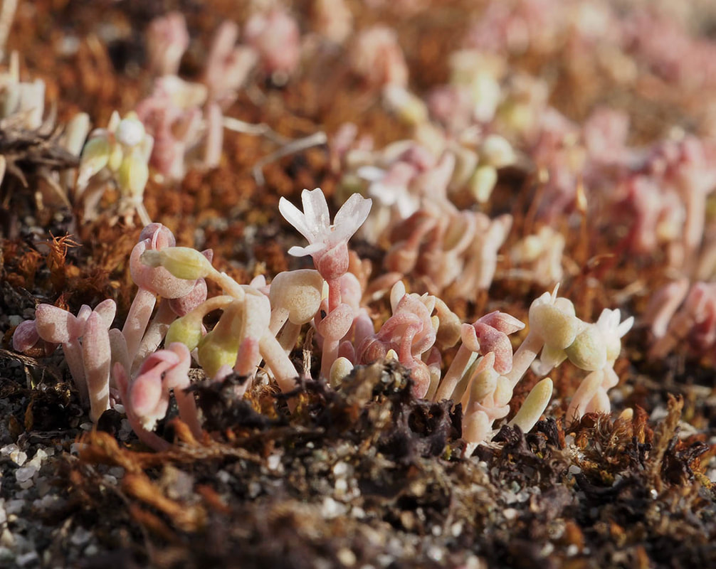 Claytonia exigua ssp. glauca (Pallid claytonia)