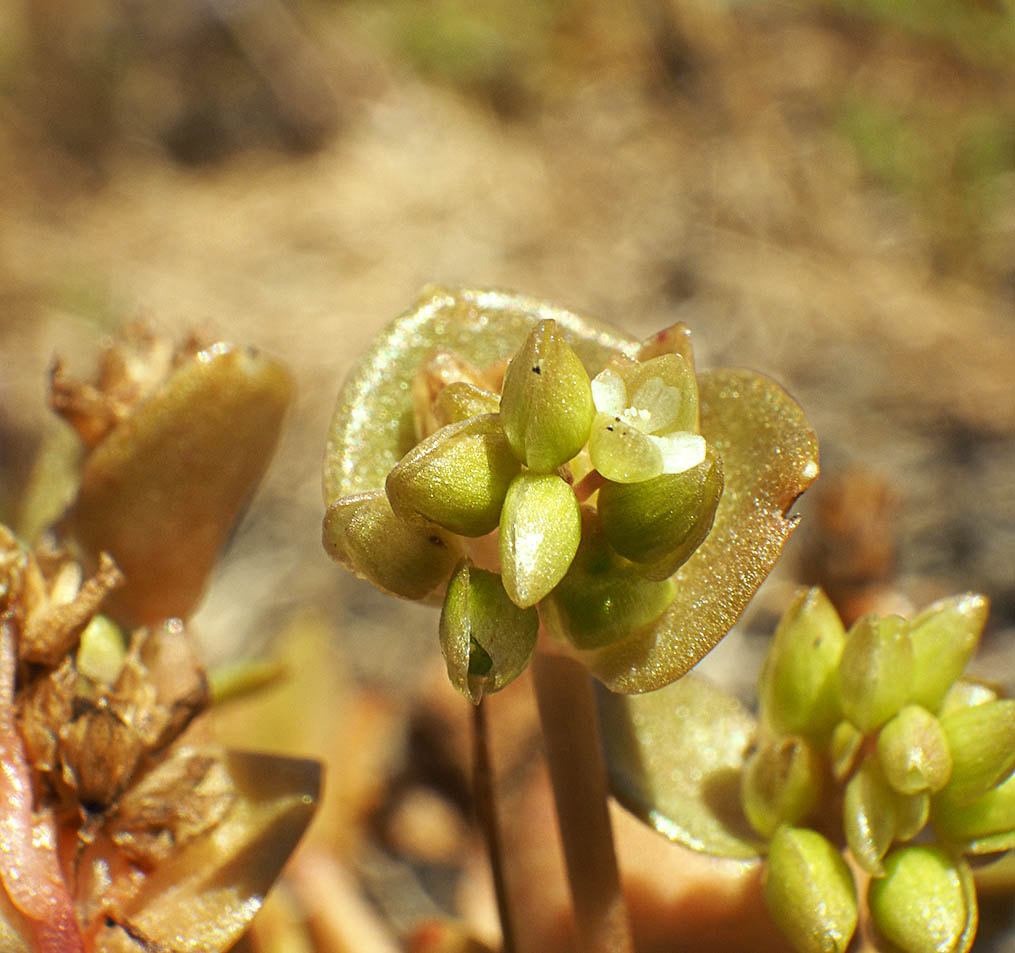 Claytonia rubra (Red miner's lettuce)