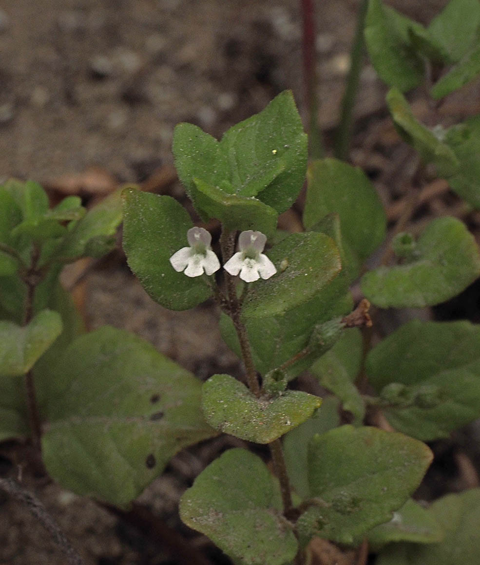 Clinopodium douglasii (Yerba buena)