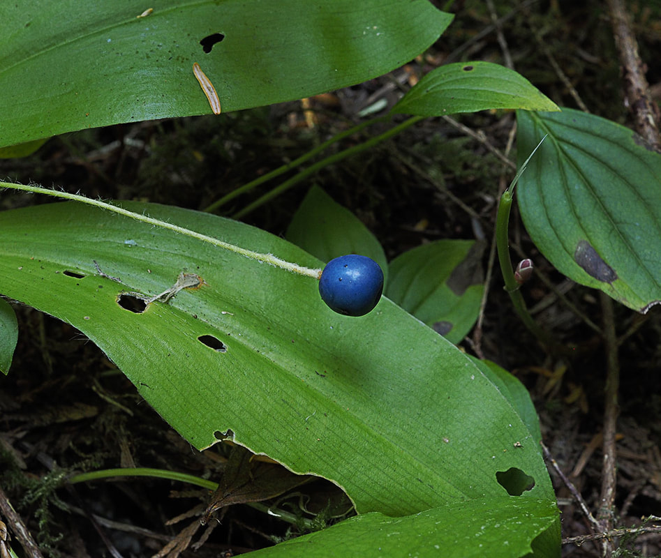 Clintonia uniflora (Queen's cup)