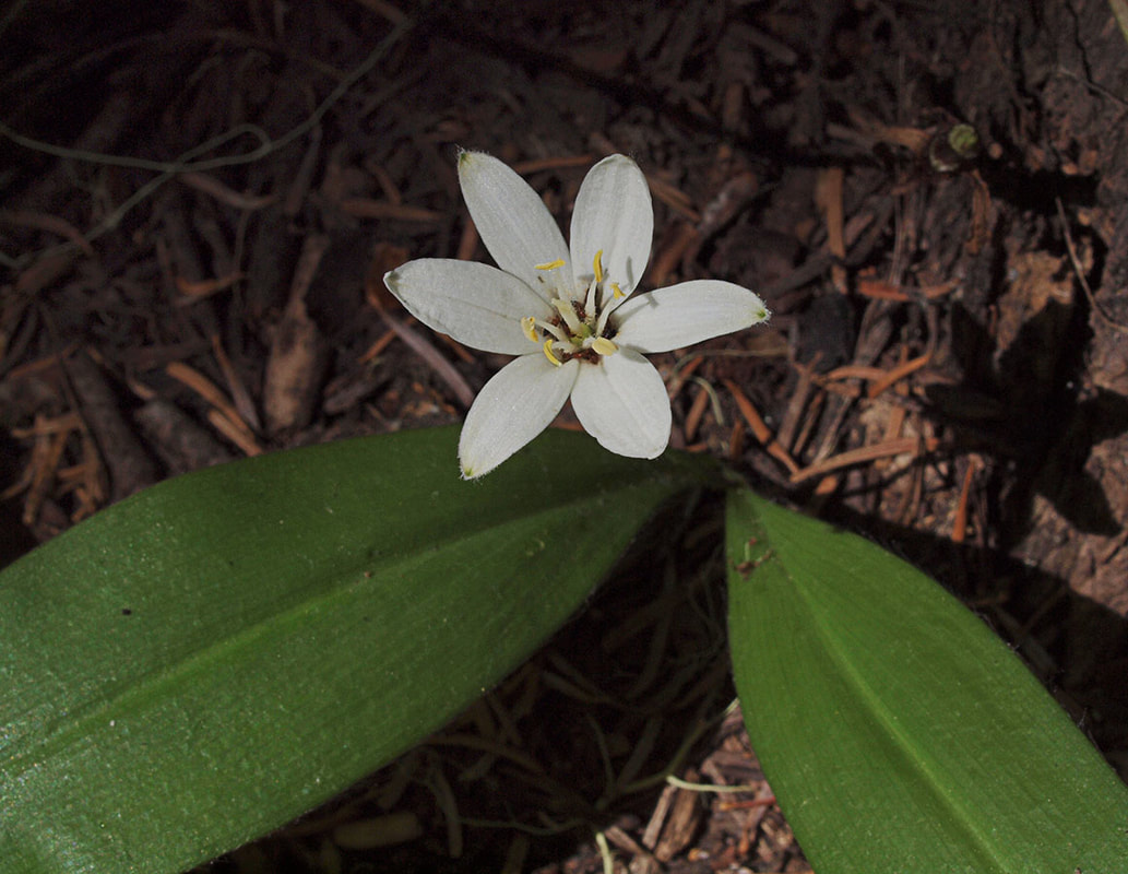 Clintonia uniflora