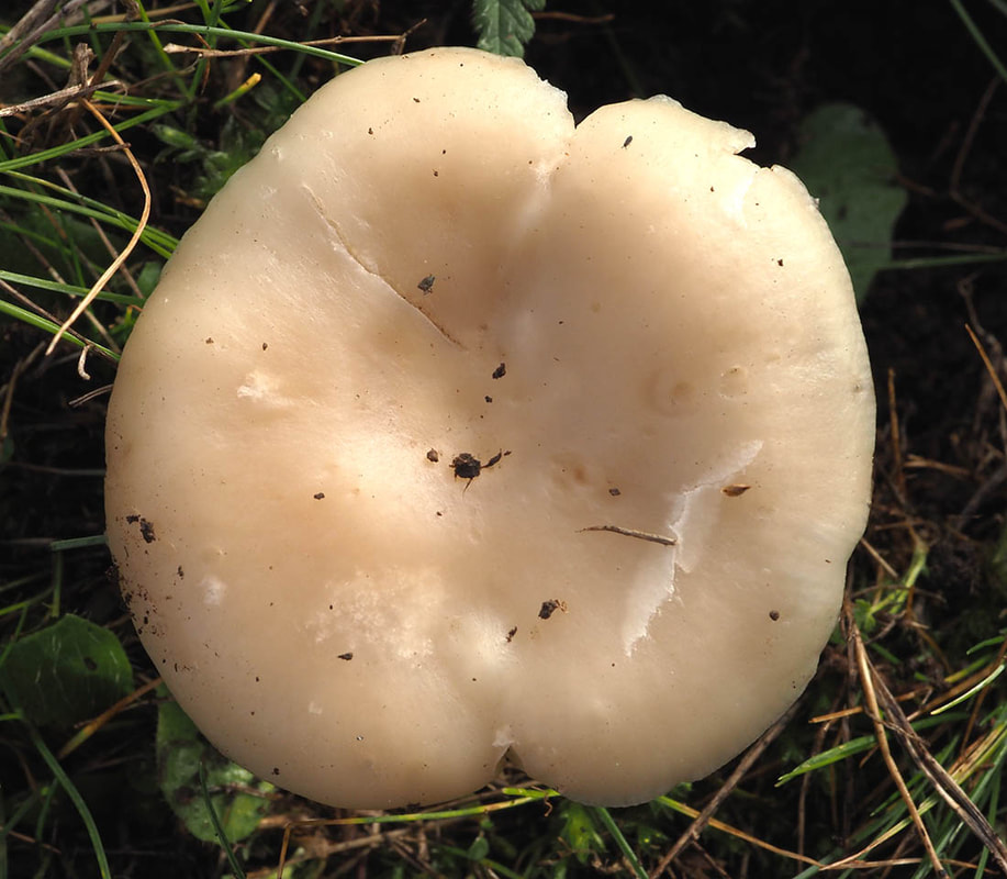 Clitocybe dealbata - Sequim
