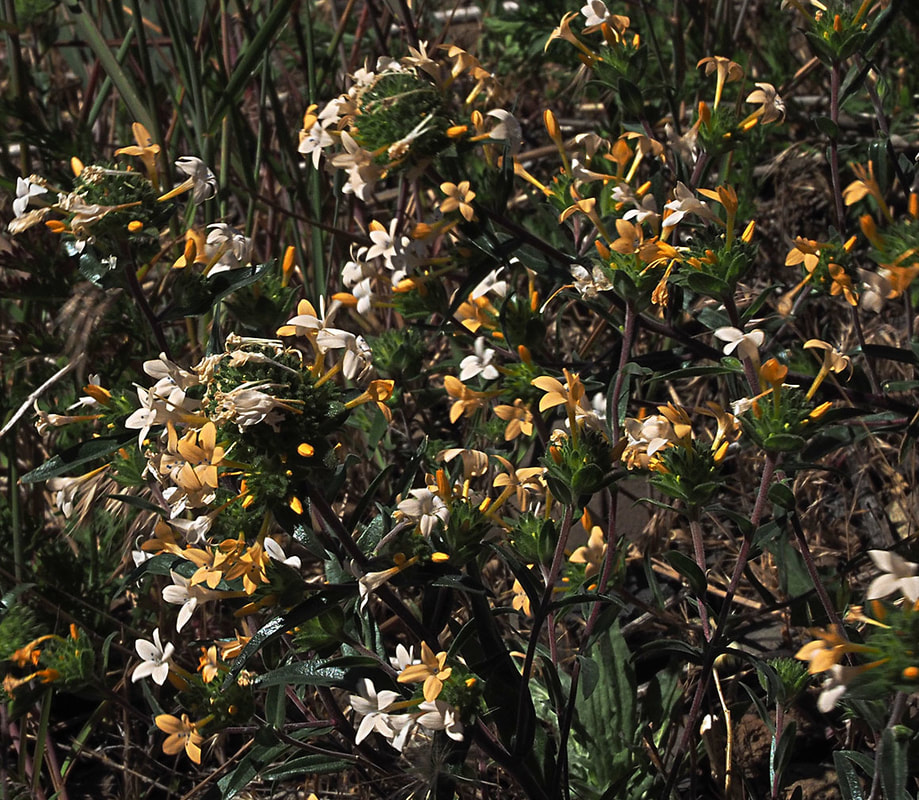 Collomia grandiflora