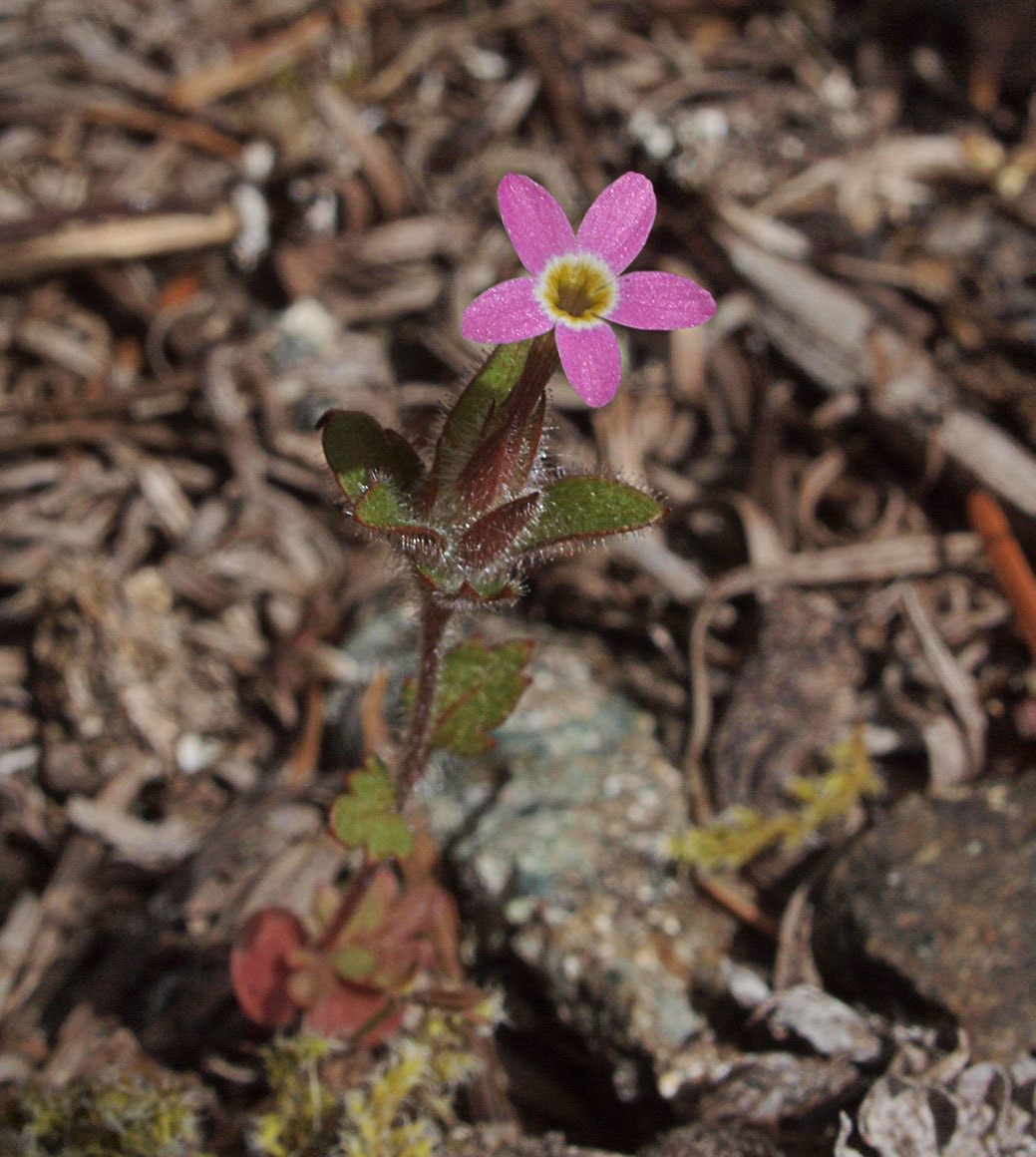 Collomia heterophylla